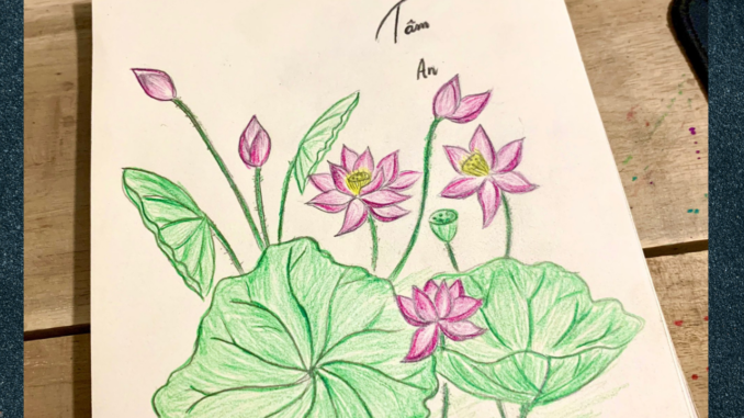 ve-hoa-sen vẽ hoa sen băng bút chì