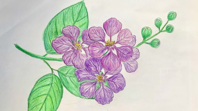 to-mau-hoa-bang-lang hoa bằng lăng